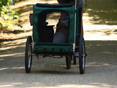 Hund im Anhänger (Marianne J. / pixelio.de)